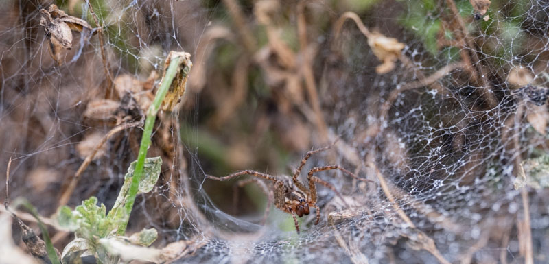 Spider's Den